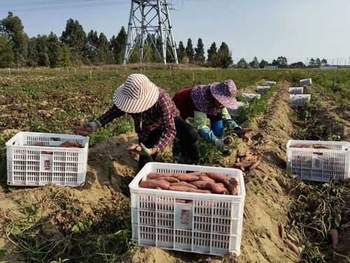 深耕深汕協作，做大做優“農業蛋糕”，讓“菜籃子”更豐富美味