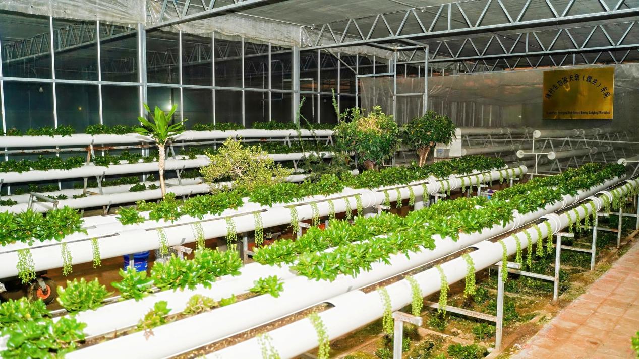 山海間的“豐”味答卷 青島農(nóng)品以創(chuàng)新實踐聯(lián)通城鄉(xiāng)促共富